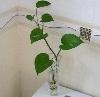廁所可以放什麼植物 元朗算命